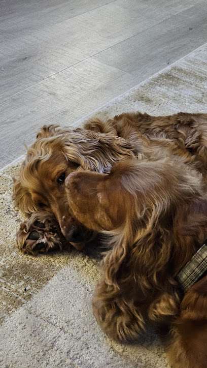 Laytown Veterinary Clinic
