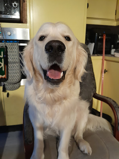 Veterinary Clinic Newbridge BlueVet