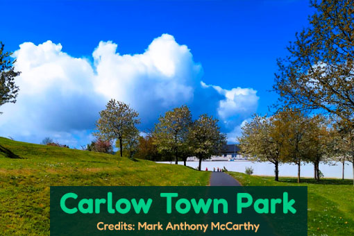 Carlow Dog Services Carlow Dog Services