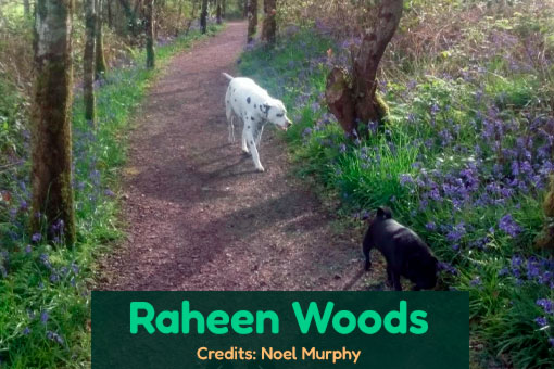 Castlebar's Top Dog Services Castlebar's Top Dog Services