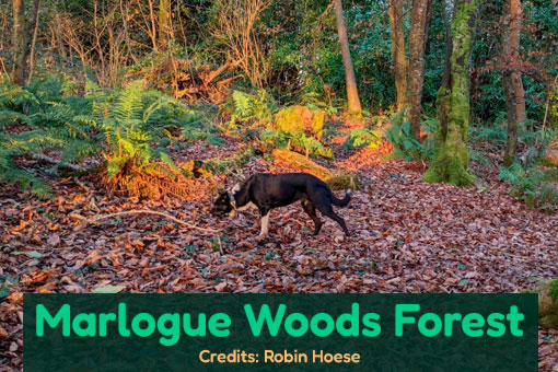 Cobh's Top Dog Services Cobh's Top Dog Services