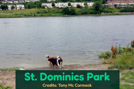 Drogheda's Top Dog Services Drogheda's Top Dog Services