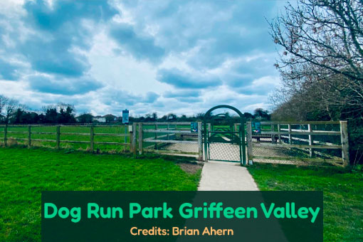 Dublin's Top Dog Services Dublin's Top Dog Services