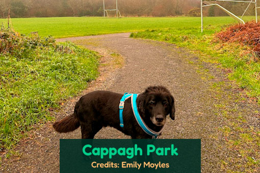 Galway's Top Dog Services Galway's Top Dog Services