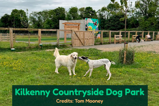 Kilkenny's Top Dog Services Kilkenny's Top Dog Services