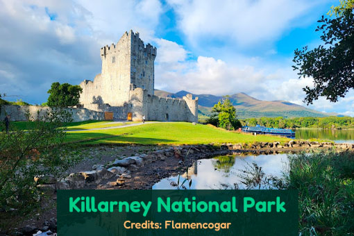 Killarney's Top Dog Services Killarney's Top Dog Services