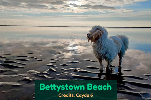 Laytown, Bettystown, Mornington and Donacarney's Top Dog Services Laytown, Bettystown, Mornington and Donacarney's Top Dog Services
