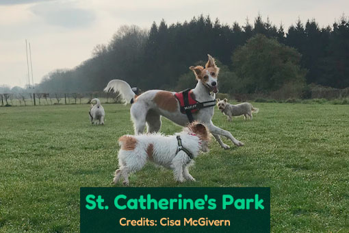 Leixlip's Top Dog Services Leixlip's Top Dog Services