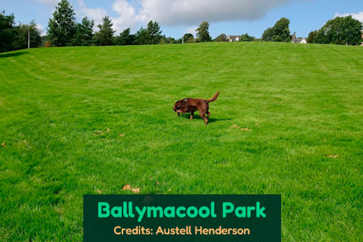 Letterkenny's Top Dog Services Letterkenny's Top Dog Services