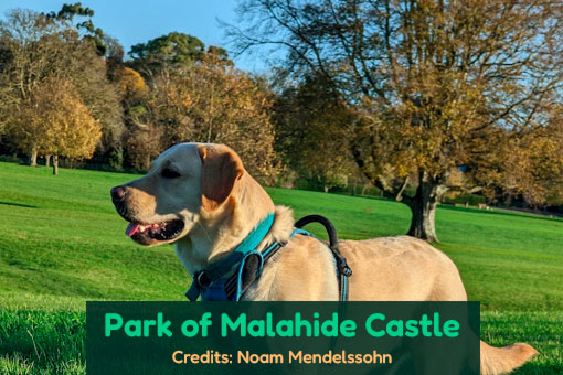 Malahide's Top Dog Services Malahide's Top Dog Services