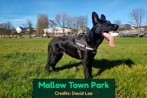 Mallow's Top Dog Services Mallow's Top Dog Services