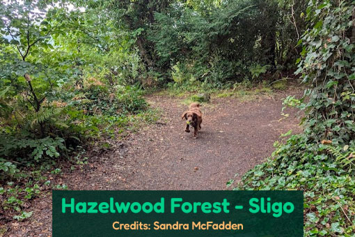 Sligo's Top Dog Services Sligo's Top Dog Services