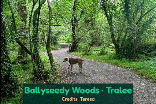 Tralee's Top Dog Services Tralee's Top Dog Services